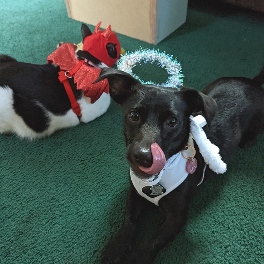 Meet your Posher, Fran